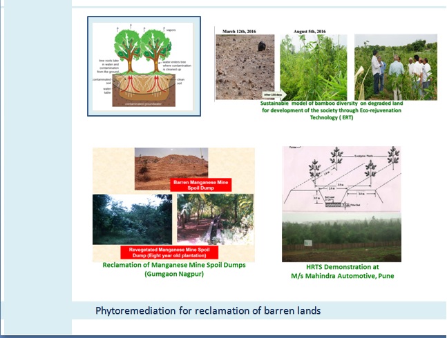 phytoremediation for reclamation of barren lands Image